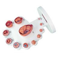 Modelo 4D de Desenvolvimento Embrionário - Ensino Fetal e Anatomia