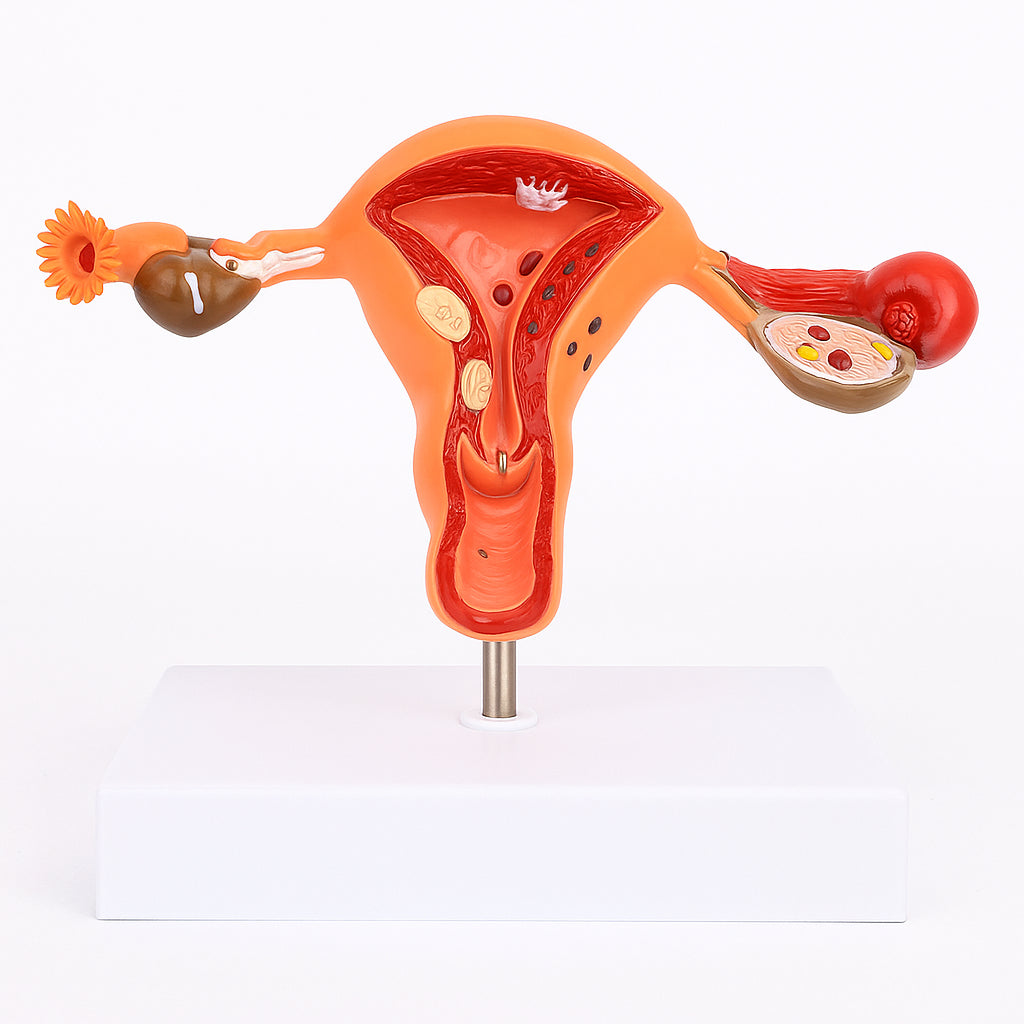 Útero Educacional - Saúde Feminina Avançada
