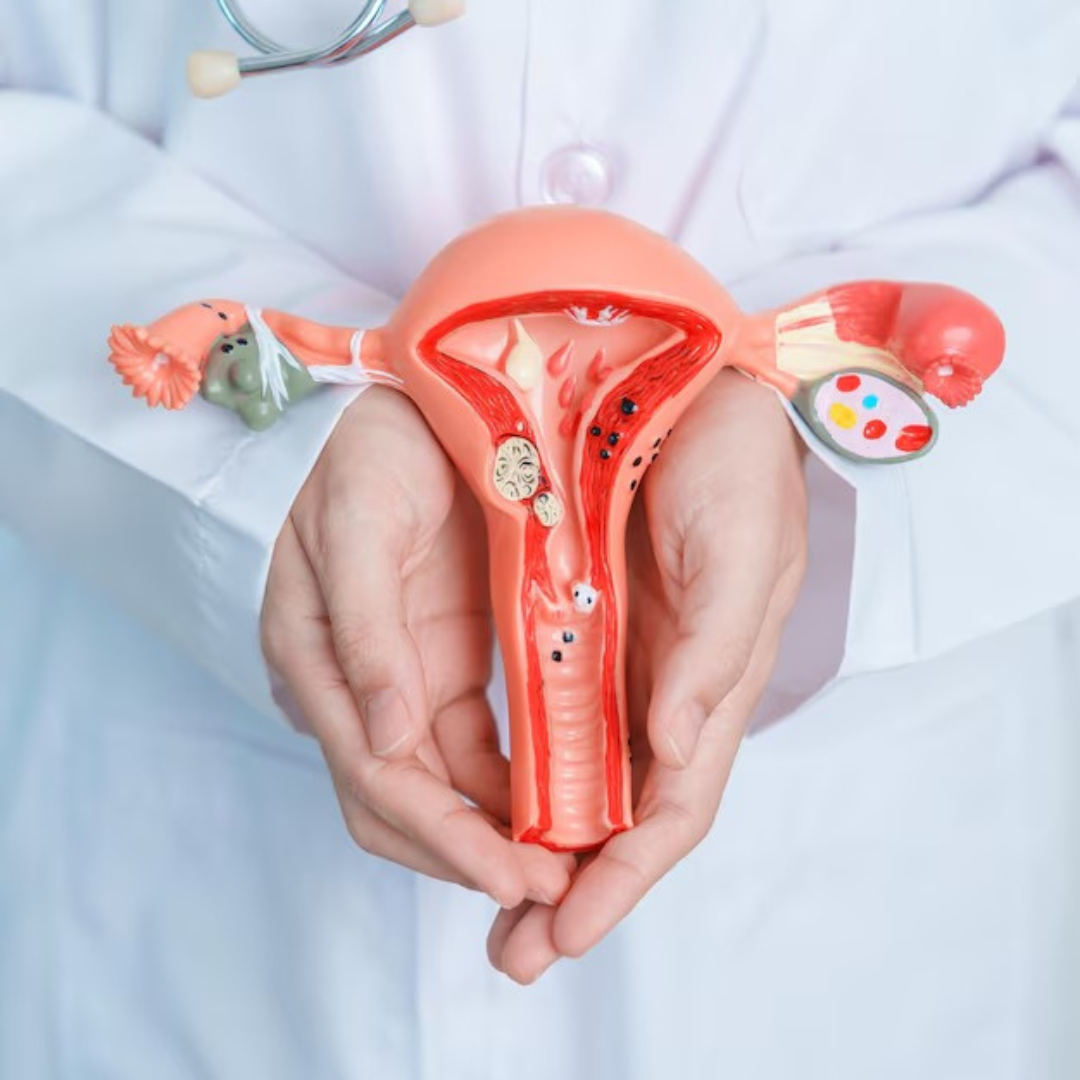 Útero Anatomia e Colo do Útero – Modelo Anatômico com Ovário para Estudo e Ensino